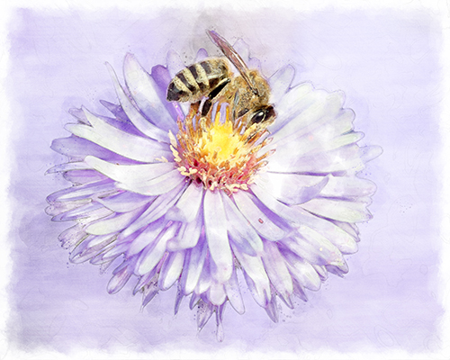 Bee collecting nectar from a purple blossom